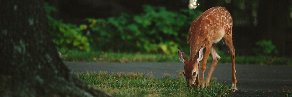 Deer on a trail Deer on a Kansas City hiking trail