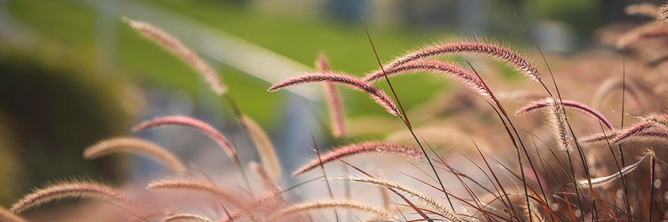 Campus plant closeup