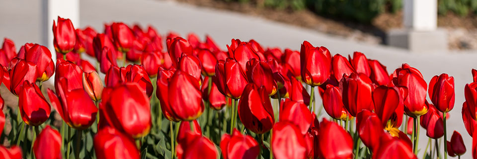 Disability Resource Center Tulips