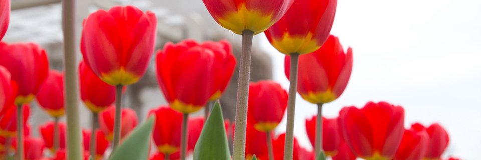 Pergola Tulips