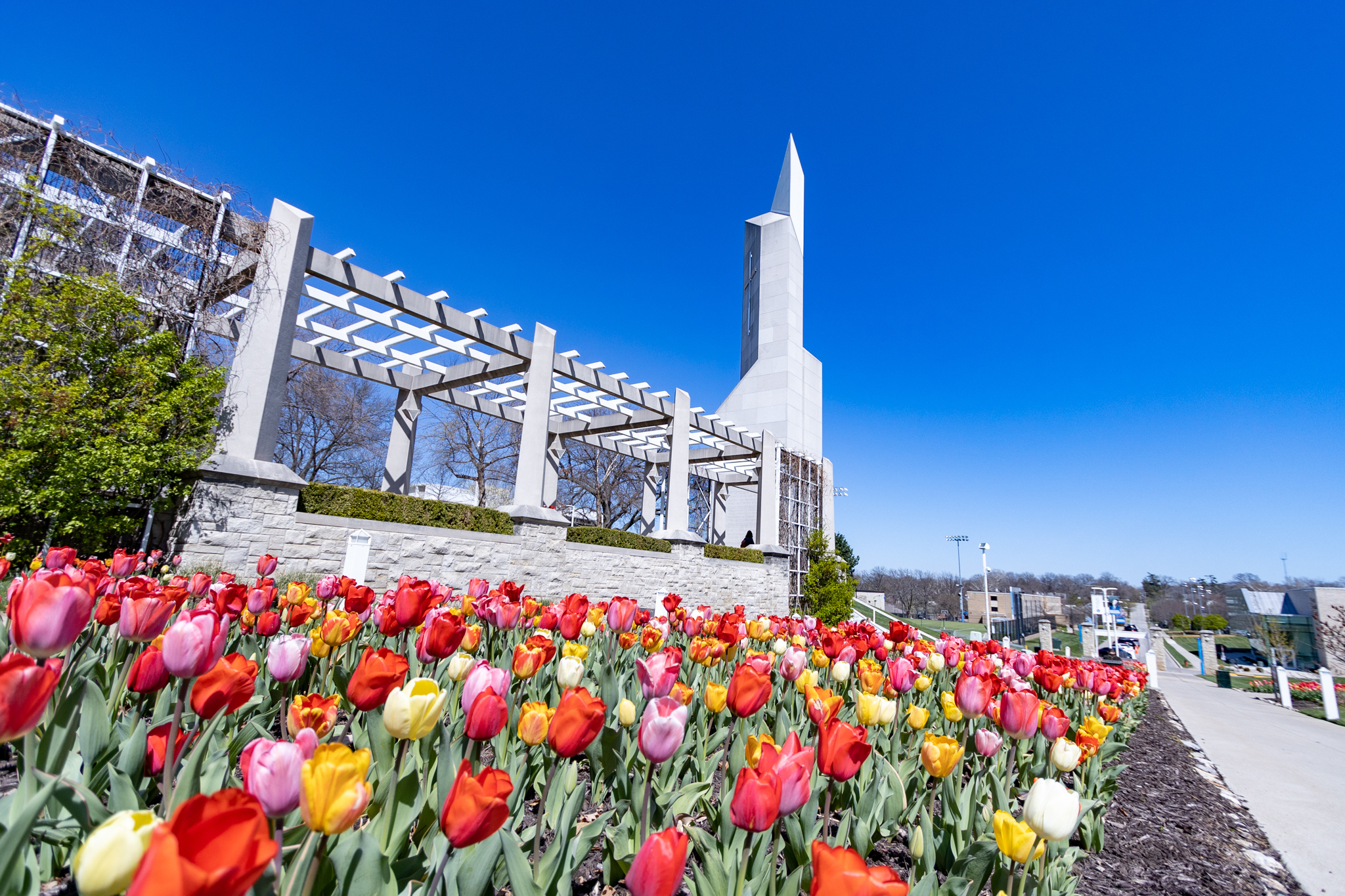 Multi-colored tulips line the sidewalk in front of the pergola and bell tower