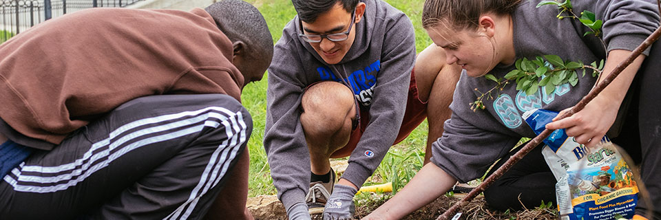 Students planting a tree