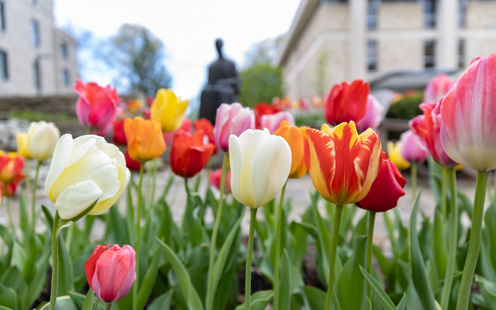Close-up of tulips with a statue of Saint Ignatius of Loyola and the Rockhurst library in the background. 