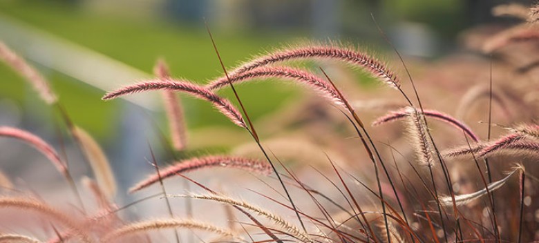 Internship Allows Student to Make her Mark on Kansas City’s Environment