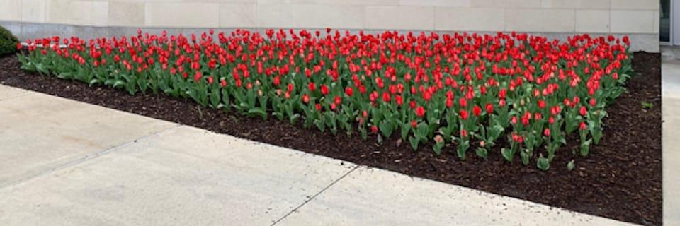 Tulips blooming on campus