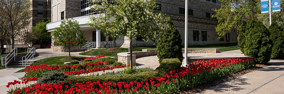 Tulips on campus